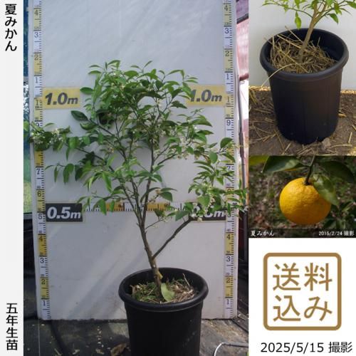 <img class='new_mark_img1' src='https://img.shop-pro.jp/img/new/icons14.gif' style='border:none;display:inline;margin:0px;padding:0px;width:auto;' />¨ȯǽġ Ƥߤ[̼ȭ 2021ǯ:M]ռӡ
