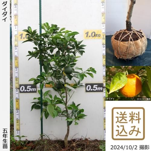 【2025年度予約商品】大苗◇
