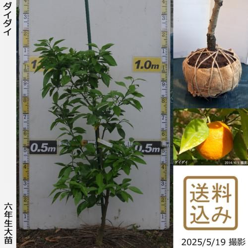 <img class='new_mark_img1' src='https://img.shop-pro.jp/img/new/icons14.gif' style='border:none;display:inline;margin:0px;padding:0px;width:auto;' />ڽ缡вġ ()[Ϸ 2020ǯ:M]ռӡ