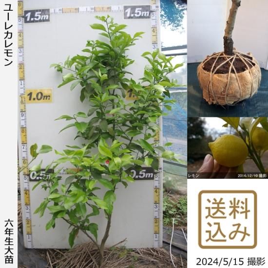 【順次出荷中】◇農薬不使用【エ