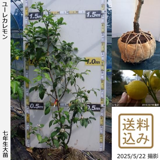 【順次出荷中】◇農薬不使用【エ