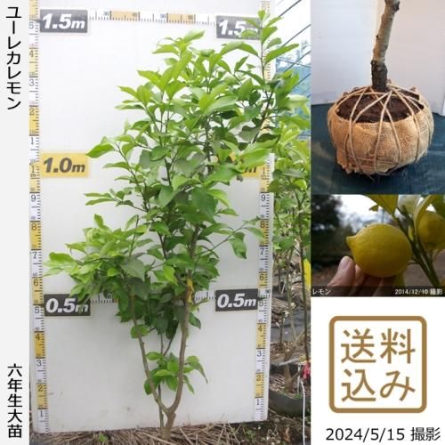 【順次出荷中】◇農薬不使用【エ