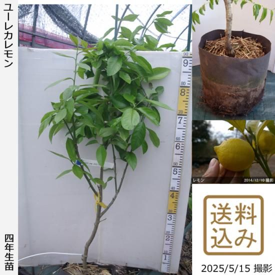 【2025年度予約商品】◇農薬