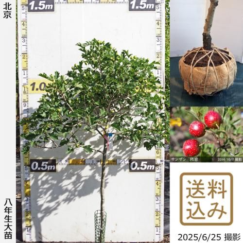 <img class='new_mark_img1' src='https://img.shop-pro.jp/img/new/icons14.gif' style='border:none;display:inline;margin:0px;padding:0px;width:auto;' />【2025年度予約商品】大苗◇サンザシ(山査子) 北京[地掘苗 2018年:S]～実付実績～