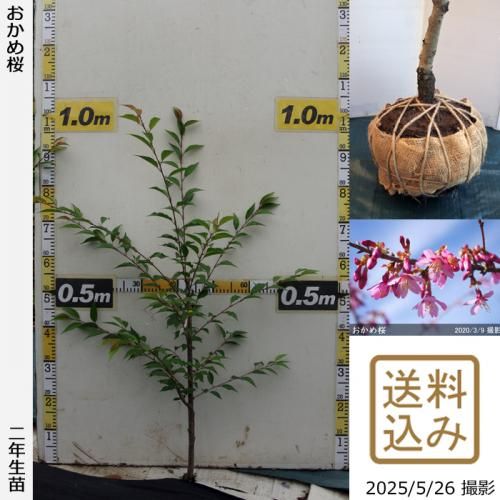 <img class='new_mark_img1' src='https://img.shop-pro.jp/img/new/icons14.gif' style='border:none;display:inline;margin:0px;padding:0px;width:auto;' />2025ǯͽʡ2ǯġ()[Ϸ 2024ǯ:M]