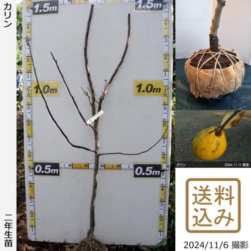 2ǯġ()(ޥ)[Ϸ 2021ǯ:L]緿