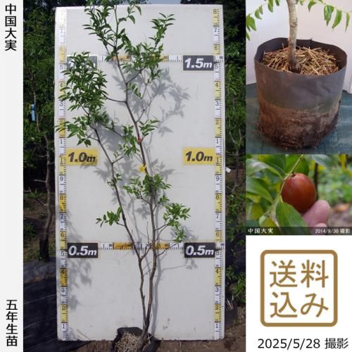 棗実‼️ ナツメ(棗)実付実績 - 果樹苗木・成木通販の 特等大苗専門店 す