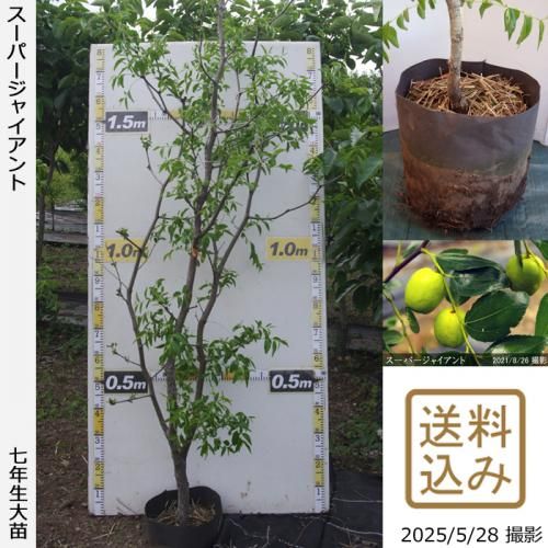 <img class='new_mark_img1' src='https://img.shop-pro.jp/img/new/icons14.gif' style='border:none;display:inline;margin:0px;padding:0px;width:auto;' />ڽ缡вġʥĥ(ܧ)ѡ㥤[ݥå 2019ǯ:3L]ռӡ緿