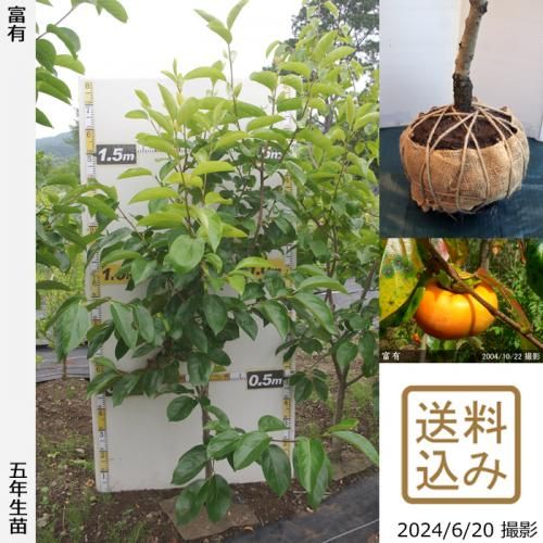 今お届けできる商品 - 果樹苗木・成木通販の 特等大苗専門店 す