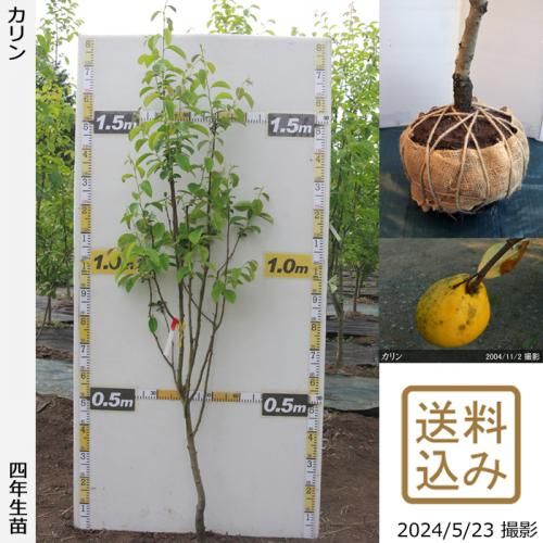 ġ()[Ϸ 2019ǯ:LL]緿
