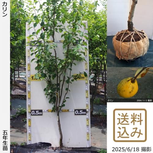 <img class='new_mark_img1' src='https://img.shop-pro.jp/img/new/icons14.gif' style='border:none;display:inline;margin:0px;padding:0px;width:auto;' />2025ǯͽʡġ()[Ϸ 2021ǯ:L]緿

