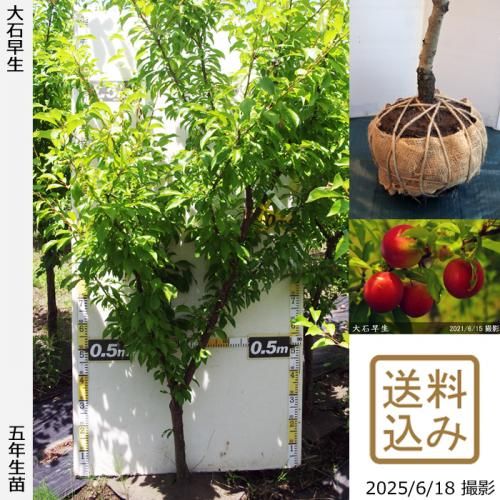 <img class='new_mark_img1' src='https://img.shop-pro.jp/img/new/icons14.gif' style='border:none;display:inline;margin:0px;padding:0px;width:auto;' />2025ǯͽʡġ( ץ)(碌)[Ϸ 2021ǯ:LL]ռӡ緿