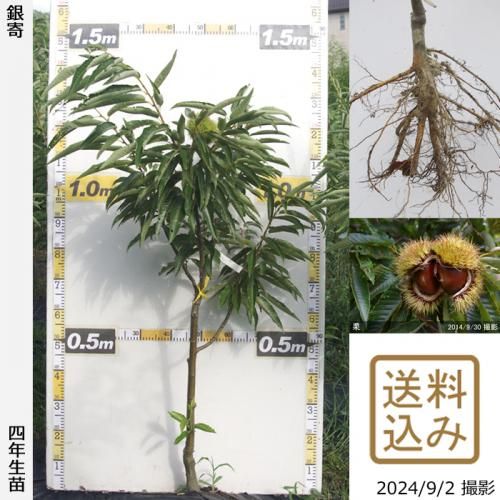 【順次出荷中】大苗◇クリ(栗