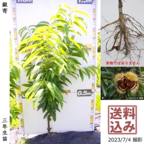 【順次出荷中】大苗◇クリ(栗