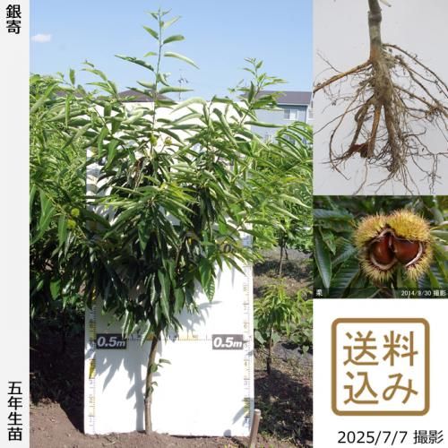 <img class='new_mark_img1' src='https://img.shop-pro.jp/img/new/icons14.gif' style='border:none;display:inline;margin:0px;padding:0px;width:auto;' />2025ǯͽʡġ( ) (褻)[դ뤤 2021ǯ:L]ռӡ