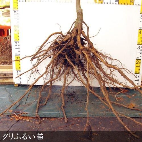 【2025年度予約商品】3年生