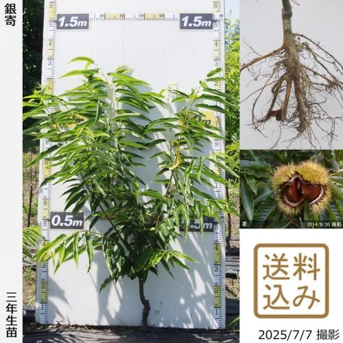 2022年発芽の栗の苗木6本/大粒/幼木/植木/庭木/盆栽用/盆栽/筑波/銀寄 栗 銀寄 （ぎんよせ）の通販 おすすめ 苗木部 By 花ひろばオンライン