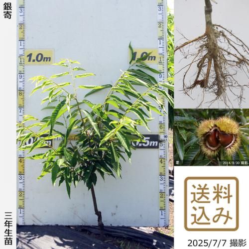 <img class='new_mark_img1' src='https://img.shop-pro.jp/img/new/icons14.gif' style='border:none;display:inline;margin:0px;padding:0px;width:auto;' />2025ǯͽʡ3ǯġ( ) (褻)[դ뤤 2023ǯ:S]