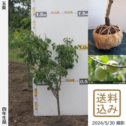 【順次出荷中】大苗◇ウメ(実梅