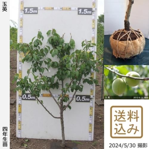 <img class='new_mark_img1' src='https://img.shop-pro.jp/img/new/icons14.gif' style='border:none;display:inline;margin:0px;padding:0px;width:auto;' />ڽ缡вġ() ̱(礯)[Ϸ 2021ǯ:L]󤷺Ѣ