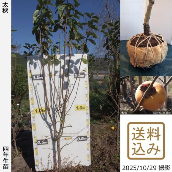 【順次出荷中】大苗◇カキ(甘柿