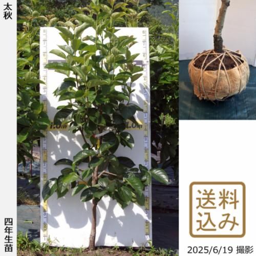 【順次出荷中】大苗◇カキ(甘柿