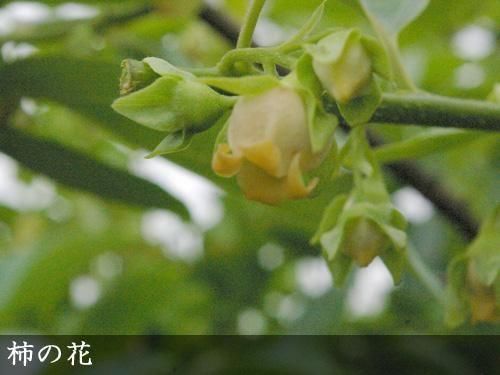 【順次出荷中】大苗◇カキ(甘柿