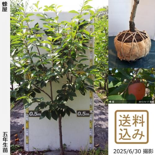 <img class='new_mark_img1' src='https://img.shop-pro.jp/img/new/icons14.gif' style='border:none;display:inline;margin:0px;padding:0px;width:auto;' />2025ǯͽʡġ(³)˪(Ϥ)[Ϸ 2021ǯ:L]ռӡ