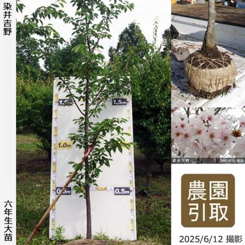 <img class='new_mark_img1' src='https://img.shop-pro.jp/img/new/icons14.gif' style='border:none;display:inline;margin:0px;padding:0px;width:auto;' />2025ǯͽʡġ()(ᥤ襷)[Ϸ 2020ǯ:3L(high)]Τ