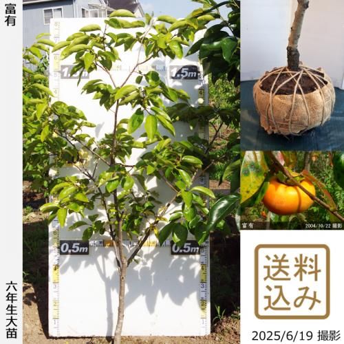 2025ǯͽʡġ(ų)ͭ(դ椦)[Ϸ 2020ǯ:S]