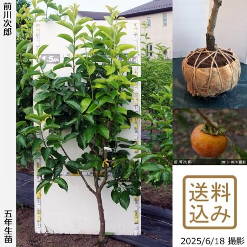 <img class='new_mark_img1' src='https://img.shop-pro.jp/img/new/icons14.gif' style='border:none;display:inline;margin:0px;padding:0px;width:auto;' />2025ǯͽʡġ(ų) Ϻ(ޤ露)[Ϸ 2021ǯ:L]