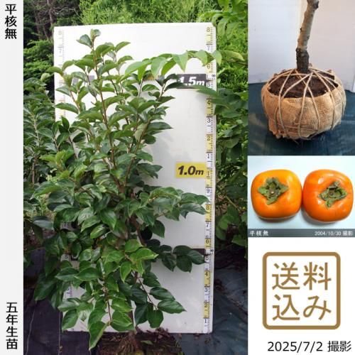 <img class='new_mark_img1' src='https://img.shop-pro.jp/img/new/icons14.gif' style='border:none;display:inline;margin:0px;padding:0px;width:auto;' />2025ǯͽʡġ(³) ʿ̵(Ҥ餿ͤʤ)[Ϸ 2021ǯ:M]