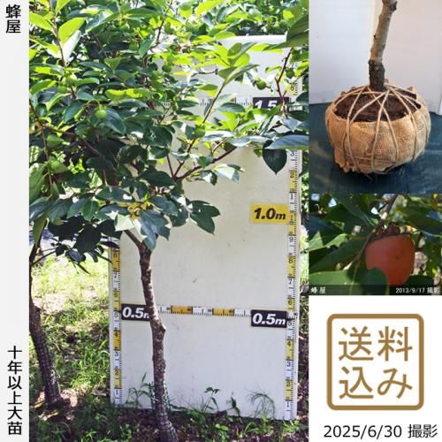 <img class='new_mark_img1' src='https://img.shop-pro.jp/img/new/icons14.gif' style='border:none;display:inline;margin:0px;padding:0px;width:auto;' />ͽʡġ(³)˪(Ϥ)[Ϸ 2014ǯ:M]ռӡ緿