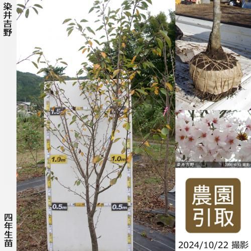 【順次引渡中】大苗◇サクラ(桜
