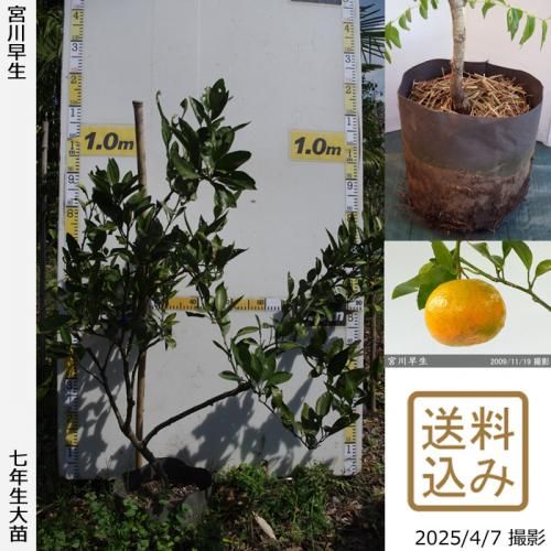 【順次出荷中】◇農薬不使用【エ