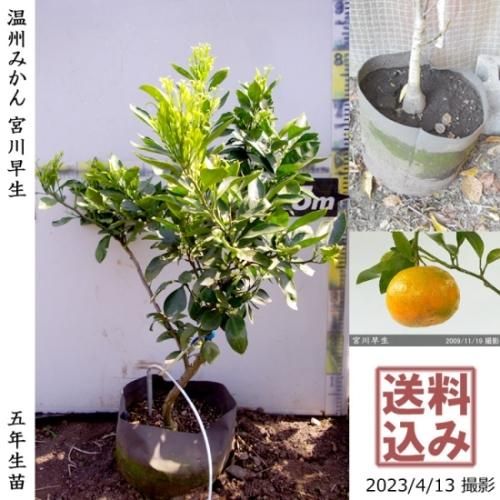 【順次出荷中】◇農薬不使用【エ
