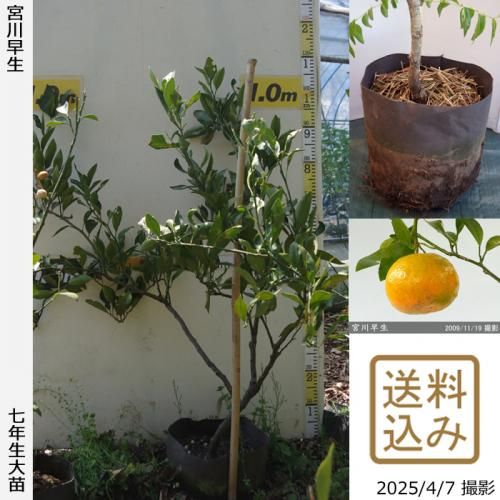 <img class='new_mark_img1' src='https://img.shop-pro.jp/img/new/icons14.gif' style='border:none;display:inline;margin:0px;padding:0px;width:auto;' />ڽ缡вۡԻѡڥॷﳲġ ߤ [ݥå 2018ǯ:S]ռӡ