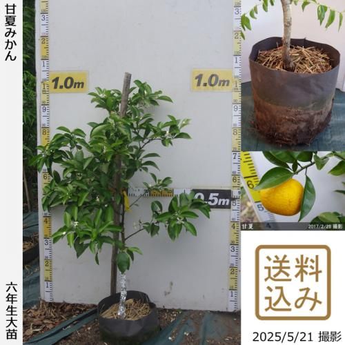 <img class='new_mark_img1' src='https://img.shop-pro.jp/img/new/icons14.gif' style='border:none;display:inline;margin:0px;padding:0px;width:auto;' />ڽ缡вۡԻѡڥॷﳲġ ŲƤߤ[ݥå 2020ǯ:M]ռӡ
