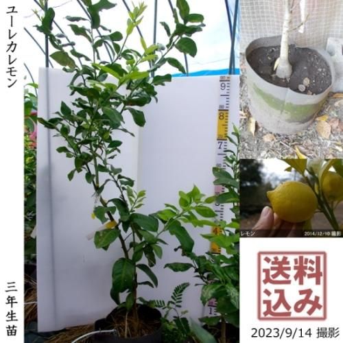 【2025年度予約商品】◇農薬