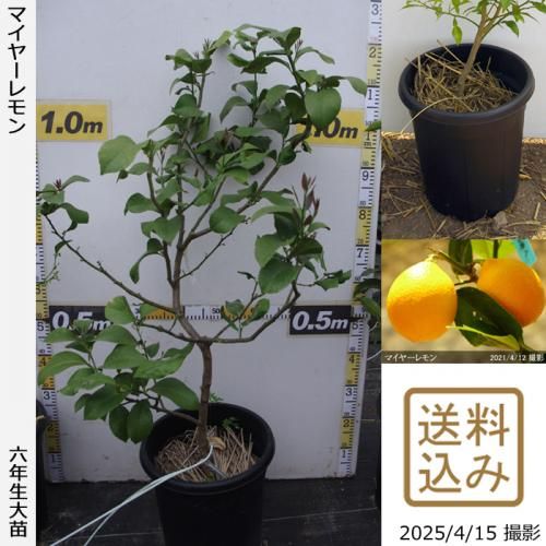 【順次出荷中】◇【注意!農薬使