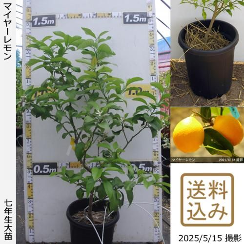 <img class='new_mark_img1' src='https://img.shop-pro.jp/img/new/icons14.gif' style='border:none;display:inline;margin:0px;padding:0px;width:auto;' />ڽ缡вۡաѡۡڥॷﳲۡġ ޥ䡼[̼ȭ 2019ǯ:M]ռӡ