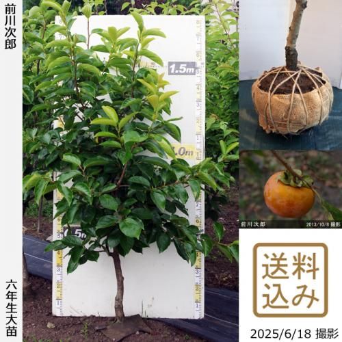 甘柿 前川次郎]柿(カキ,かき)の地堀大苗 - 果樹苗・大苗・苗木販売の