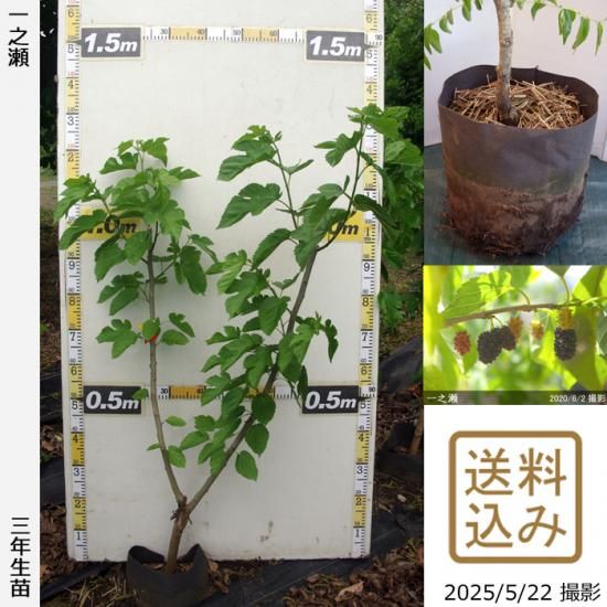 【2025年度予約商品】3年生