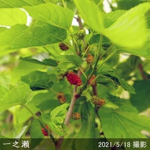 【2025年度予約商品】3年生