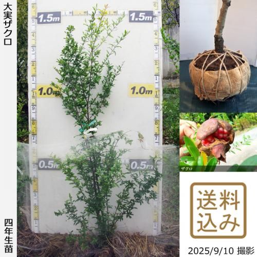 ザクロ(柘榴)の地堀大苗 - 果樹苗・大苗・苗木販売の隅田農園@京都丹波