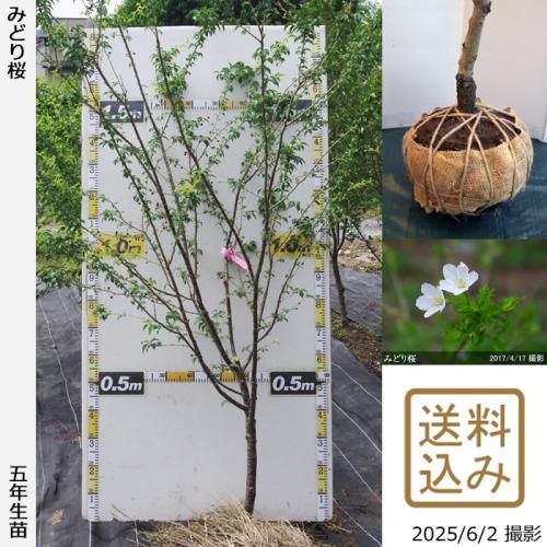 <img class='new_mark_img1' src='https://img.shop-pro.jp/img/new/icons14.gif' style='border:none;display:inline;margin:0px;padding:0px;width:auto;' />2025ǯͽʡġ()Ʀ[ߤɤ](ޥ᥶顦ߥɥꥶ)[Ϸ 2021ǯ:3L]緿