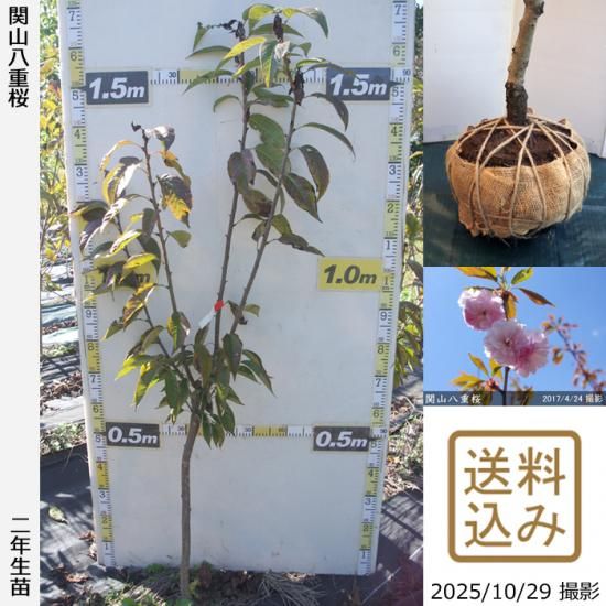 【順次出荷中】2年生苗◇サクラ