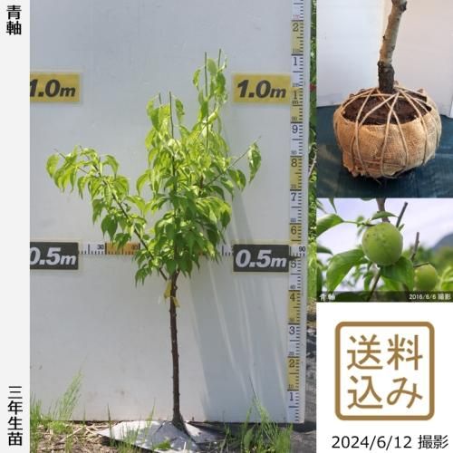 【2025年度予約商品】大苗◇