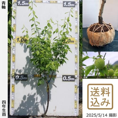 <img class='new_mark_img1' src='https://img.shop-pro.jp/img/new/icons14.gif' style='border:none;display:inline;margin:0px;padding:0px;width:auto;' />2025ǯͽʡġ()ļ()[Ϸ 2022ǯ:S]ռӡ