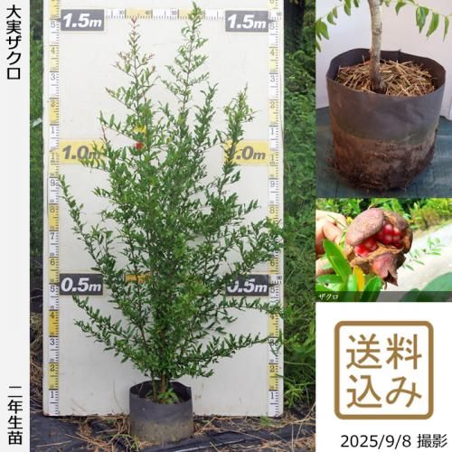 大実ザクロ(柘榴)[地中ポット苗] - 果樹苗・大苗・苗木販売の